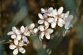 Blackthorn blossom in spring Royalty Free Stock Photo