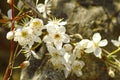 Blackthorn blossom in spring Royalty Free Stock Photo