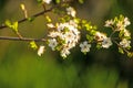 Blackthorn blossom in spring Royalty Free Stock Photo