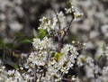 A Blackthorn bush blossoming - Prunus Spinosa. Sintra, Portugal. Royalty Free Stock Photo