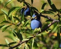 A Blackthorn bush and ripe fruit - Prunus Spinosa. Sintra, Portugal.