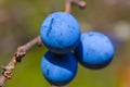 blackthorn bush tree with ripen berries Royalty Free Stock Photo