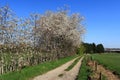Blackthorn bushes alongside a footpath in Sittingbourne Royalty Free Stock Photo
