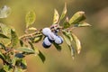 Blackthorn detail, fruit plant Royalty Free Stock Photo