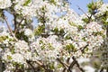 Blackthorn flowers, Israel Royalty Free Stock Photo