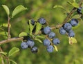 Blackthorn Fruit Royalty Free Stock Photo