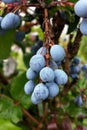 Blackthorn fruit Royalty Free Stock Photo