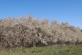 Blackthorn hedge in bloom Royalty Free Stock Photo