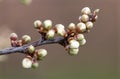 Blackthorn prunus spinosa blossom
