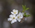 Hawthorn blossom, England Royalty Free Stock Photo