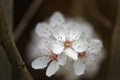 Hawthorn blossom, England Royalty Free Stock Photo