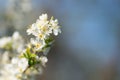 Blackthorn or Prunus Spinosa blossoms Royalty Free Stock Photo