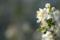 Blackthorn or Prunus Spinosa blossoms Royalty Free Stock Photo