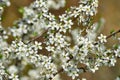 Blackthorn (or Prunus spinosa) blossoms in spring Royalty Free Stock Photo