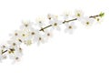 Blackthorn (prunus spinosa ) blossoms