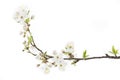 Blackthorn (prunus spinosa ) blossoms Royalty Free Stock Photo
