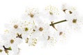Blackthorn (prunus spinosa ) blossoms Royalty Free Stock Photo