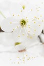 Blackthorn (prunus spinosa ) blossoms Royalty Free Stock Photo