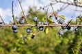 Blackthorn Prunus Spinosa Branch with Ripped Fruit Berries Royalty Free Stock Photo