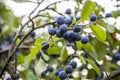 Blackthorn prunus spinosa