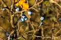 Blackthorn in fall