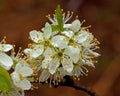 Blackthorn, Prunus Spinosa in flowers