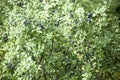 Blackthorn sloe plant with blue berries Prunus spinosa Royalty Free Stock Photo