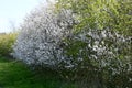 Blackthorn Sloe - Prunus spinosa in blossom in April, Norfolk, England, UK. Royalty Free Stock Photo