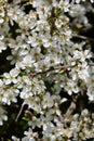 Blackthorn Sloe - Prunus spinosa in blossom in April, Norfolk, England, UK. Royalty Free Stock Photo