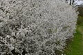 Blackthorn Sloe - Prunus spinosa in Flower, Norfolk, England, UK.