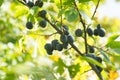 Blackthorn Sloe or Prunus Spinosa on Tree Branch Royalty Free Stock Photo