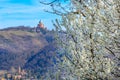 Blackthorn tree background bologna in spring - San Luca Colli Bolognesi area - Italy Royalty Free Stock Photo