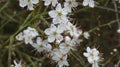 Blackthorn Trees in Spring Royalty Free Stock Photo