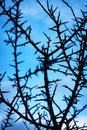 Blackthorn twig against the light