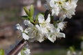 Blackthorn or wild plum in bloom Royalty Free Stock Photo