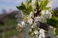 Blackthorn or wild plum in bloom Royalty Free Stock Photo