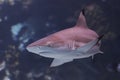 Blacktip Royalty Free Stock Photo