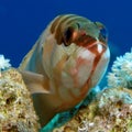 Blacktip Grouper - Epinephelus fasciatus Royalty Free Stock Photo