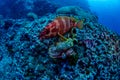 Blacktip grouper (Epinephelus fasciatus) Royalty Free Stock Photo