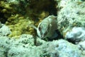 Blacktip grouper Epinephelus fasciatus in the Red Sea Royalty Free Stock Photo