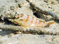 Blacktip grouper fish Royalty Free Stock Photo