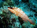 Blacktip Grouper Red Sea Royalty Free Stock Photo