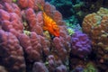 The blacktip grouper or redbanded grouper  Epinephelus fasciatus lying in a coral field in the Red Sea. Red sea landscape with Royalty Free Stock Photo