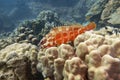 Blacktip Grouper swim at coral and sea anemone in deep blue sea underwater Royalty Free Stock Photo