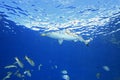 Blacktip Reef Shark Royalty Free Stock Photo