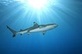 Blacktip Reef Shark Royalty Free Stock Photo