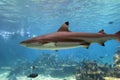 Blacktip reef shark