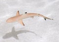 Blacktip reef shark Royalty Free Stock Photo