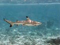 Blacktip reef shark Royalty Free Stock Photo