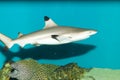 Blacktip Reef Shark in Aquarium Royalty Free Stock Photo